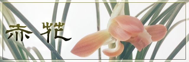 赤花