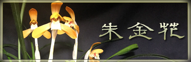 朱金花