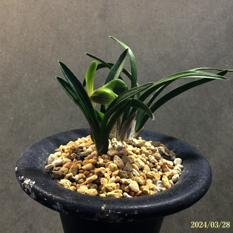 羅紗王 23433