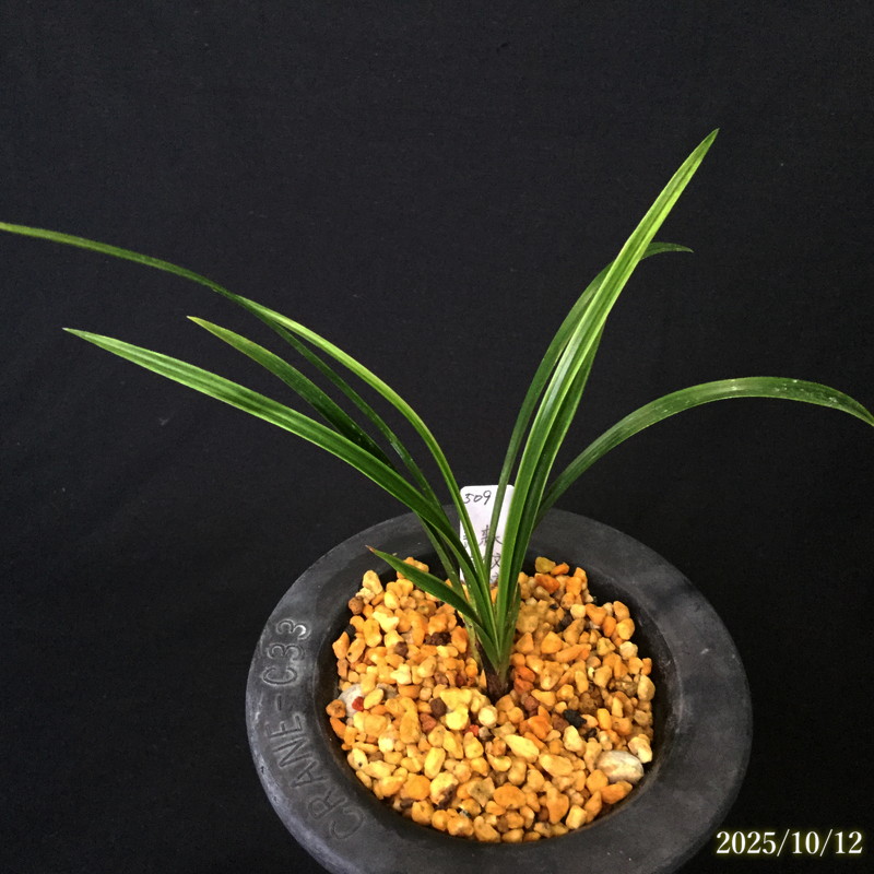 青森散斑縞 25023