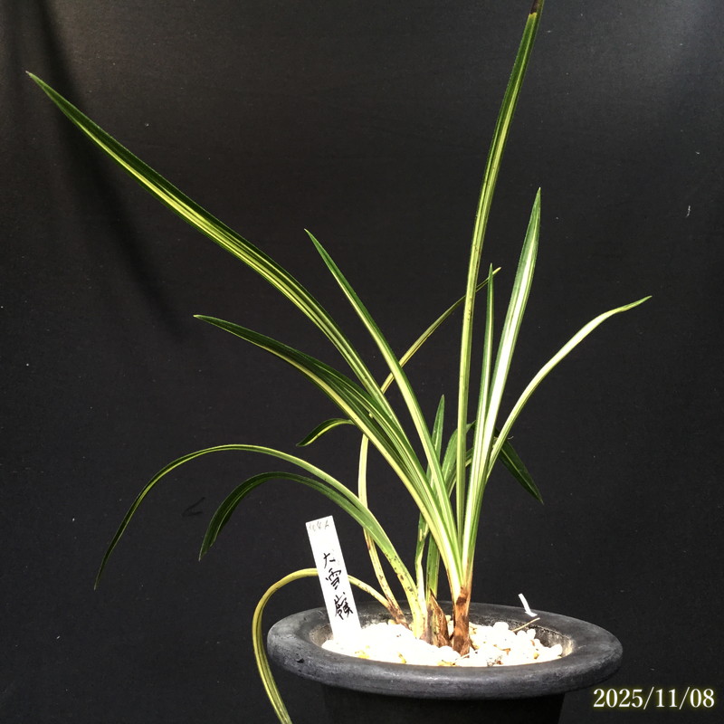 春蘭の間 オンラインショップ / 柄物