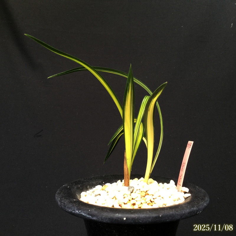 春蘭の間 オンラインショップ / 柄物