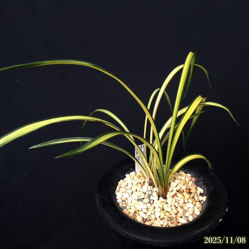 春蘭の間 オンラインショップ / 全商品