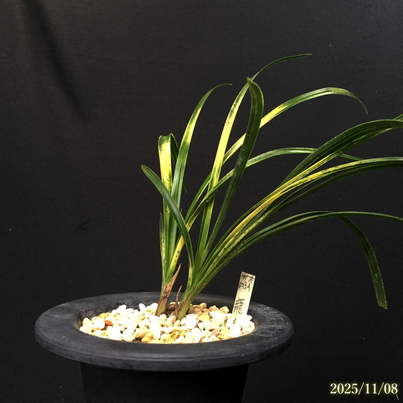 春蘭の間 オンラインショップ / 全商品