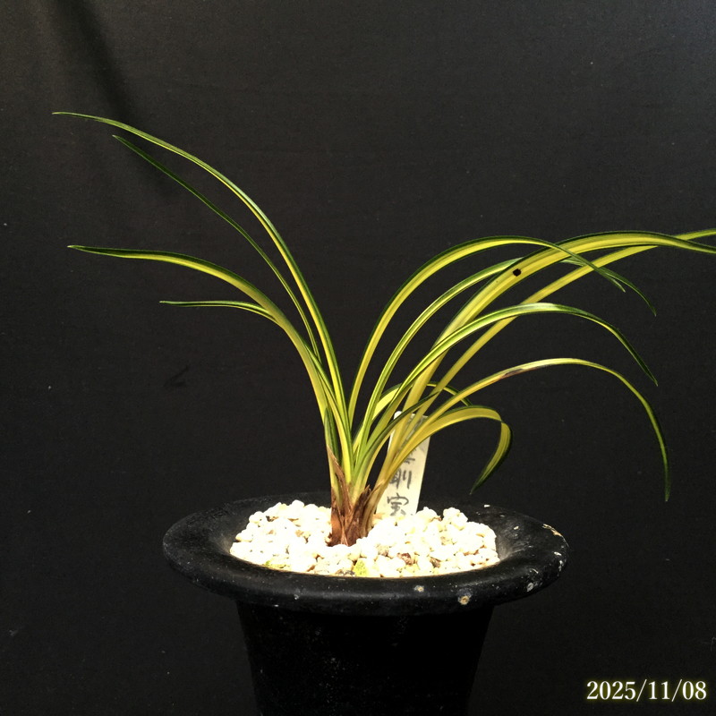 春蘭　韓国春蘭　栄光No.4 SALE 春蘭 韓国春蘭 栄光No.4 SALE 2025年最新】韓国春蘭の人気アイテム